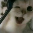 百度用户UID3035754441 大概是只汪 我很好奇😺 的头像