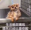 百度用户UID6959014860 宫爆板筋盖饭 脆哨辣鸡面 的头像