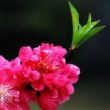 百度用户UID1314448867 Foppish_Dream null 的头像