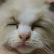 百度用户UID4993601720 tidoth 🙀tidos😿 的头像