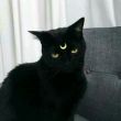 百度用户UID1645912070 猫与秋刀鱼你丶 null 的头像