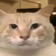 百度用户UID5469286461 null 🐱🐱猫🐱猫🐱 的头像