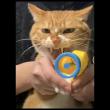 求一套怪物猎人2g中 有高级耳栓技能的套装 百度知道