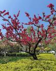 舞蹈大师马特