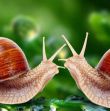 怎么判断species是单数还是复数_百度知道