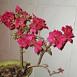 脆碎***87